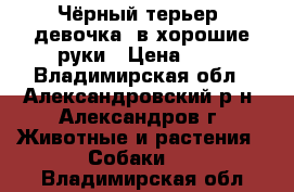 Чёрный терьер (девочка) в хорошие руки › Цена ­ 5 - Владимирская обл., Александровский р-н, Александров г. Животные и растения » Собаки   . Владимирская обл.